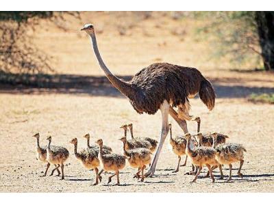 فروش شتر مرغ کشتاری