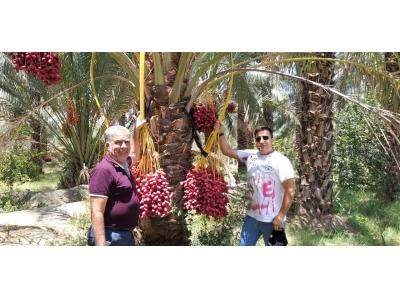 خرمای  هلیا  مرکز تهیه و توزیع خرما  و رطب مضافتی بم  و  باقلوا استانبولی 