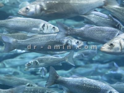 شستشوی انواع نما-واکسیناسیون ماهی و آبزیان 