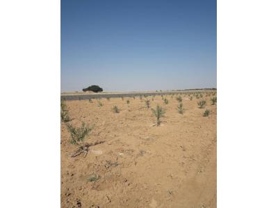 باغ یک هکتاری با درختان مثمر در مامونیه ساوه