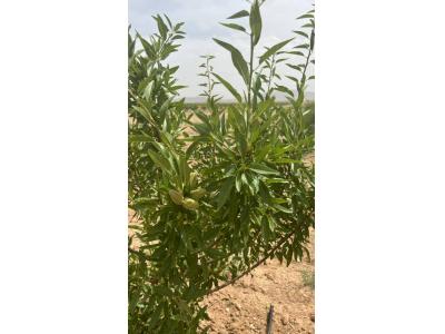 مجتمع باغچه ای مزرعه بادام چسکین (باغات4هزارمتری بادام در بوئین زهرا)
