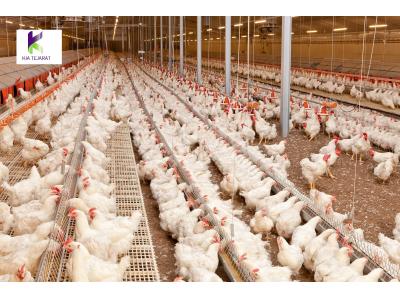 فروش ویژه خوراک مرغ