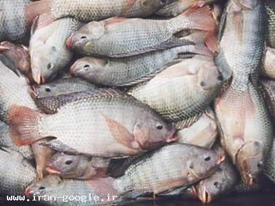 فروش انواع ماهی های تیلاپیا-فروش ماهی تیلاپیا