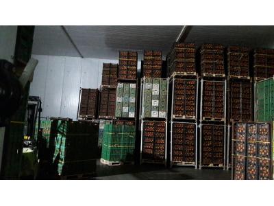 سردخانه و نگهداری میوه . و بسته بندی میوه و تربار  و نگهداری محصولات زیر سفر و منجمد . سرد خانه نوید کرج .