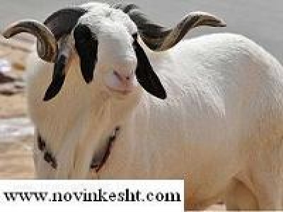 سی دی کامل پرورش گوسفند با کتاب رایگان