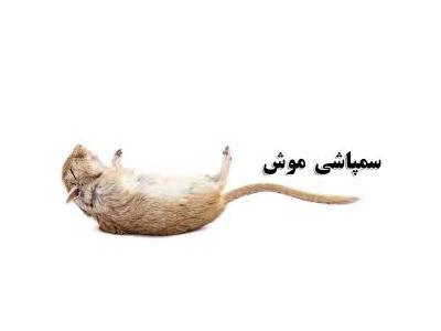 سم پاشی منازل در ارومیه