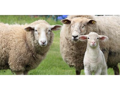 گوسفند زنده-دام زنده دامداران