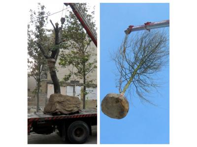 مجری پروژه های بزرگ- جابجایی درخت