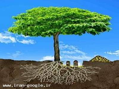 تزریق کود به ریشه درخت