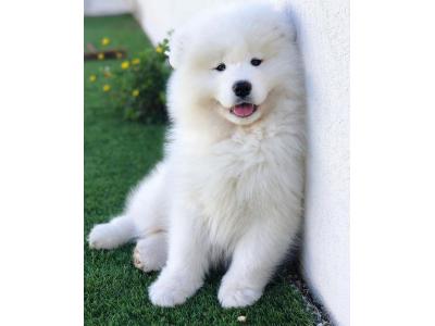 فروش توله های سگ سامویید