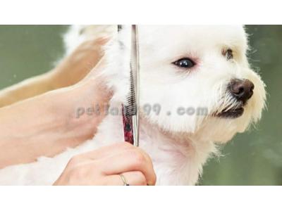 آموزش اصلاح موی سگ غرب تهران