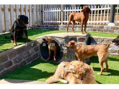 کلینیک دامپزشکی نیاوران