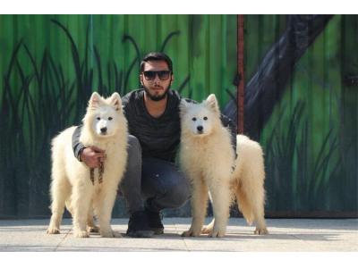 خرید سگ در کرج- فروش سگ سامویید ، قیمت توله ساموید 