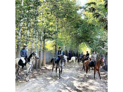 آموزش سوارکاری از پایه تا پیشرفته در شیراز 