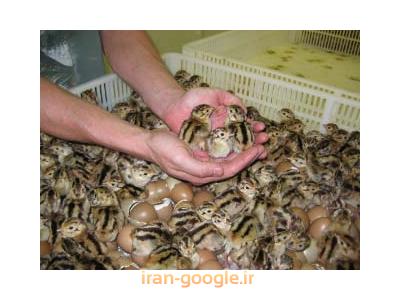 فروش جوجه بلدرچین 