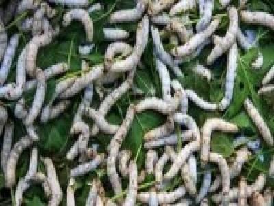 پرورش کرم ایزنیافقیدا