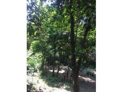 415 زمین در جاده سرسبز قلعه رودخان فومن (قابل ساخت با کاربری مسکونی)