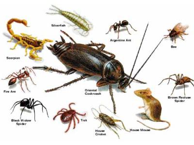 سمپاشی سوسک