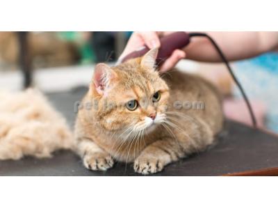 pet-آموزش آرایش حیوانات خانگی