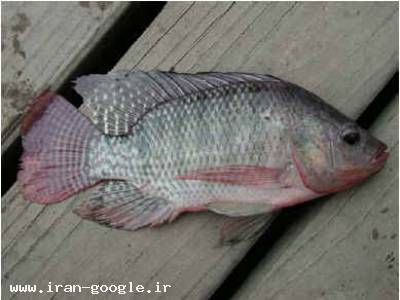 ماهی بلووارهو-فروش انواع ماهی های تیلاپیا