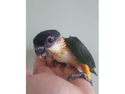  طوطی کایک سر نارنجی و سر سیاه 