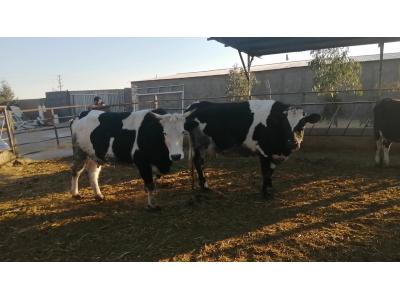 فروش فوری 44 راس گاو بومی