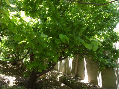  فروش باغ ویلا در ابراهیم آباد شهریار