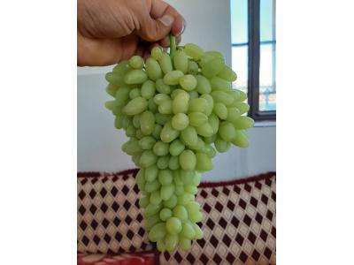 انگور بی دانه صادارتی کاشمر
