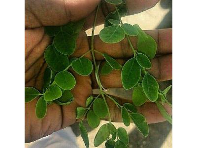 گیاه مورینگا درمان سرطان معده و سینه