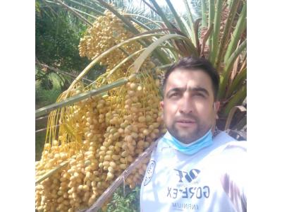 خرمای  هلیا  مرکز تهیه و توزیع خرما  و رطب مضافتی بم  و  باقلوا استانبولی 