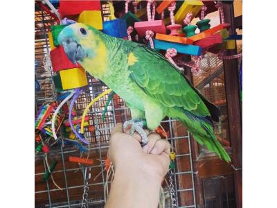 صادرات و واردات حیوانات خاص