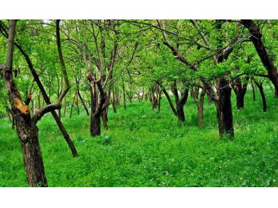 ۱۰۰۰-فروش 1000 متر باغ با جواز ساخت در شهریار