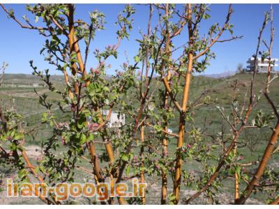 فروش فوری باغ میوه