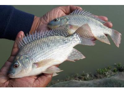 فروش بچه ماهی تیلاپیا