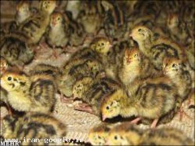 پکیج پشتیبانی وآموزشی تولید بلدرچین