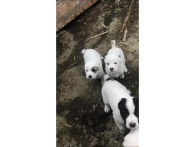 سگ نگهبان ومحافظ آلابای