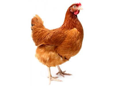 مرغ و خروس قربانی-مرغ زنده