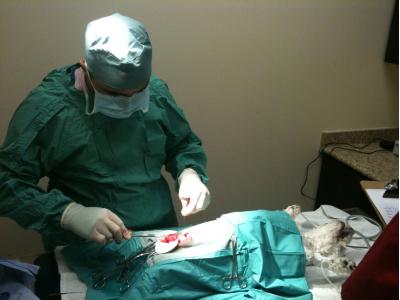 دامپزشکی فردیس  ، کلینیک دامپزشکی  فردیس