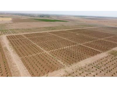 مجتمع باغچه ای مزرعه بادام چسکین (باغات4هزارمتری بادام در بوئین زهرا)