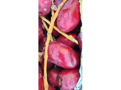 خرمای  هلیا  مرکز تهیه و توزیع خرما  و رطب مضافتی بم  و  باقلوا استانبولی 