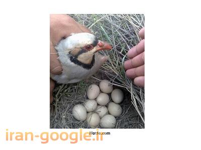 تخم گذار-فروش تخم نطفه دار کبک برای دستگاه جوجه کشی