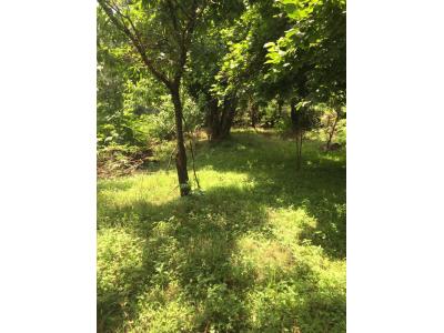 فروش 1280 متر زمین در قلعه رودخان فومن ( 3 ساعت فاصله تا تهران ) با ویو عالی رو به جنگل