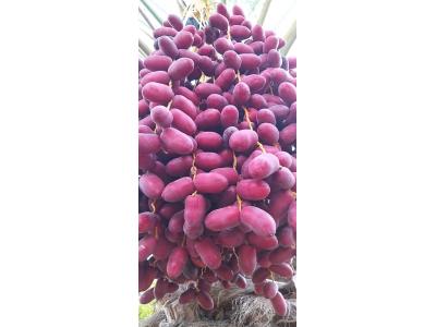 خرمای  هلیا  مرکز تهیه و توزیع خرما  و رطب مضافتی بم  و  باقلوا استانبولی 