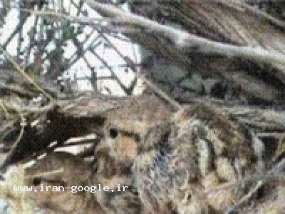 آموزش براي علاقه مندان در رشته پرورش کبک