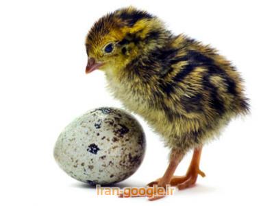 فروش جوجه بلدرچین 