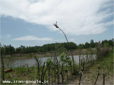 فروش  ویژه یک قطعه زمین 12000 متری در کنار حاشیه زیبای سپید رودفروش فوری استخر ماهی گرمابی در شمال 