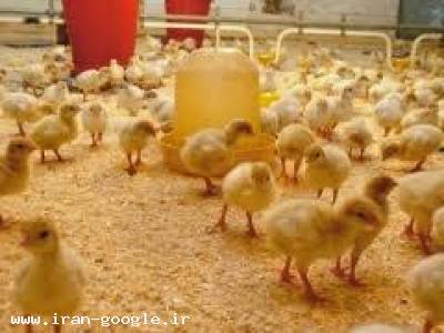 فروش جوجه بوقلمون یکروزه یک ماه بیوتی