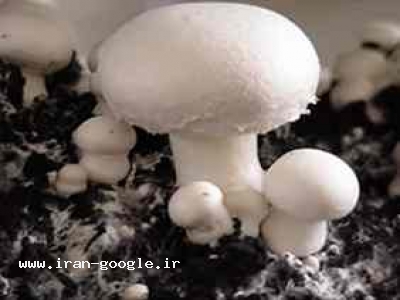 قارچ-پرورش قارچ خوراکی