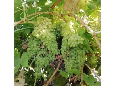 انگور بی دانه صادارتی کاشمر