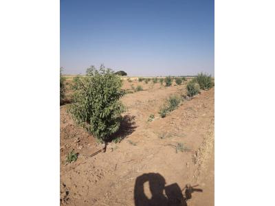 باغ یک هکتاری با درختان مثمر در مامونیه ساوه